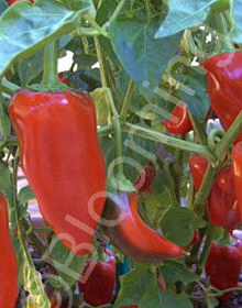 Capsicum annuum 'Piquillo'